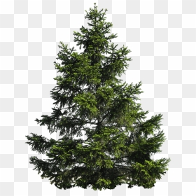 Fir Noble Evergreen Family Tree Pine - Pine Tree Png Transparent, Png Download - evergreen png