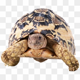 Turtle Png - Tortoise Png Front, Transparent Png - tortoise png