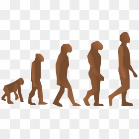Evolution Steps Clip Arts - Human Evolution, HD Png Download - evolution png