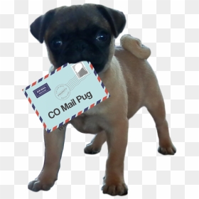 Ensure That You Email Marketing Is Pug Certified - Pug, HD Png Download - pug face png