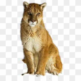 #puma #cougar #mountainlion - Cougar Transparent, HD Png Download - mountain lion png