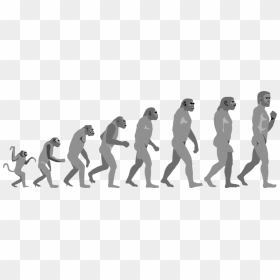 Free Stock Photo Illustration - Evolution Of Human Png, Transparent Png - evolution png