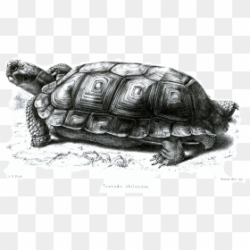 File - Testudochilensisford - Galápagos Tortoise, HD Png Download - tortoise png