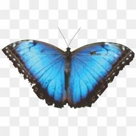 Mariposa 7 , Png Download - Butterfly, Transparent Png - mariposa png