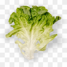 Romaine Lettuce Clipart , Png Download - Romaine Lettuce, Transparent Png - professor oak png