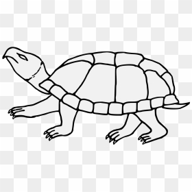 Line Art, HD Png Download - tortoise png