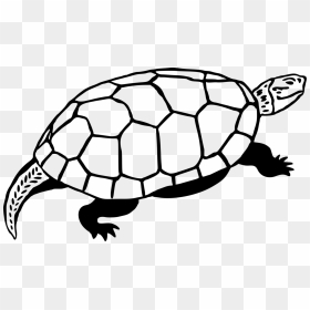 Sea Turtle Reptile Line Art Drawing - Omalovánky Zelvicka, HD Png Download - tortoise png
