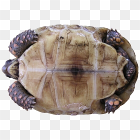 Tortoise Textures, HD Png Download - tortoise png