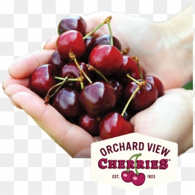 Fresh Sweet Cherries From Orchard View - Cherry, HD Png Download - cherries png