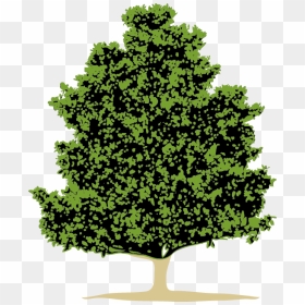 The Evergreen Magnolia Is Our Company Logo-the Evergreen - Bald Cypress Tree Png, Transparent Png - evergreen png