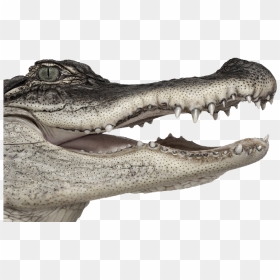 Alligator Head Png - Andrew Zuckerman, Transparent Png - crocodile png