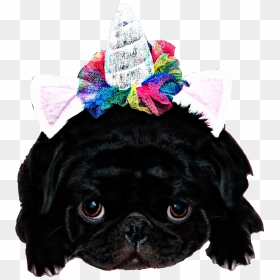 #puggypugface #pugface #pug #pugsticker #freetoedit - Pug, HD Png Download - pug face png