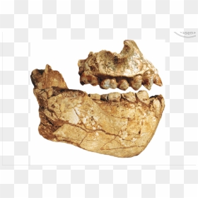Australopithecus Deyiremeda Skull, HD Png Download - jaws png