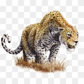 Thumb Image - Transparent Background Leopard Png, Png Download - background transparent hd png