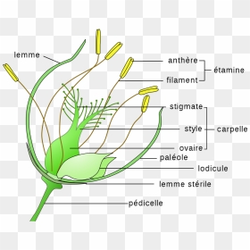Wind Pollinated Flowers Diagram, HD Png Download - grass flower vector png