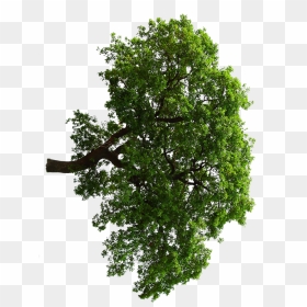 Oak , Png Download - Pond Pine, Transparent Png - professor oak png