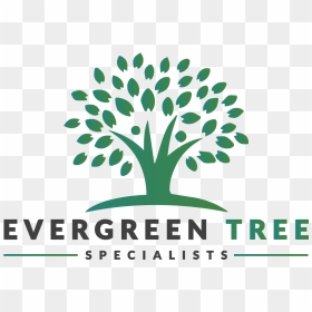 Evergreen Tree Experts - Tree Business Consulting Logo, HD Png Download - evergreen png