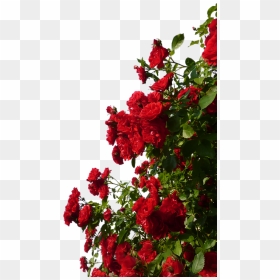 Rosa Wichuraiana Png - Transparent Rose Bush Png, Png Download - rose plant png