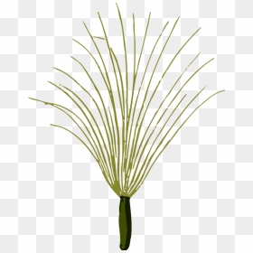 Botany,plant,flower - Clip Art, HD Png Download - grass flower vector png