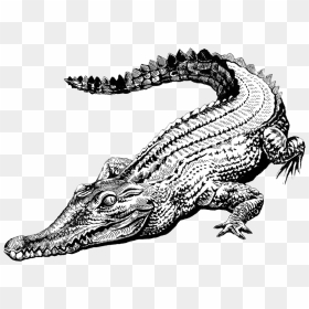 Swamp People Alligator Head, HD Png Download - crocodile png