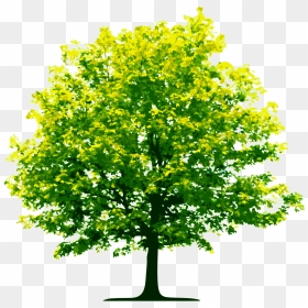 High Resolution Trees Png, Transparent Png - tree wood png