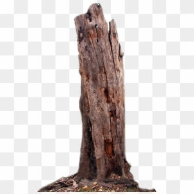 Tree Trunk Branch Wood - Transparent Tree Trunk Png, Png Download - tree wood png