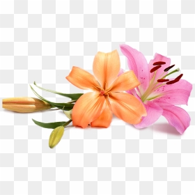 Flowers Wedding Background Transparent - Peach Wedding Flower Png, Png Download - wedding background images hd png
