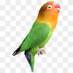 Transparent Love Bird Png - Gambar Love Bird Png, Png Download - love birds vector png