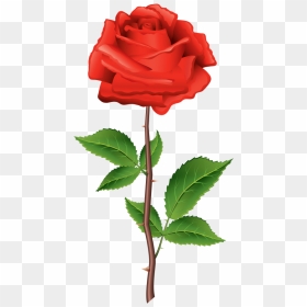 Download Stem Red Rose Clipart Png Photo Transparent - Flower Png With Stem, Png Download - rose plant png