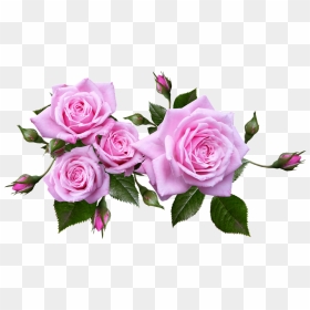 Rose, Flower, Arrangement, Plant - Transparent Background Pink Roses Png, Png Download - rose plant png