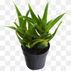Succulent Plant, HD Png Download - climbing plants png