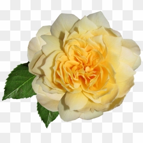 Garden Roses, HD Png Download - rose plant png