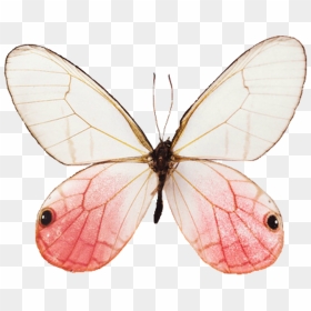 Butterfly Aesthetic , Png Download - Butterfly Aesthetic Png, Transparent Png - mariposa png