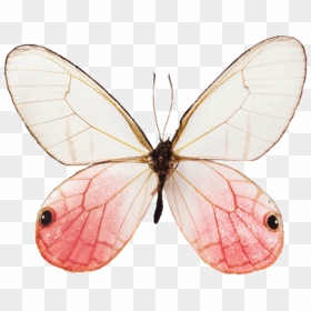 Blue Butterfly Aesthetic Png, Transparent Png - vhv