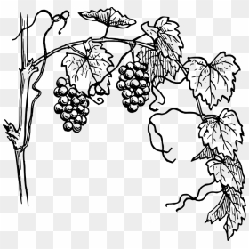 Grape Vine Drawing, HD Png Download - climbing plants png
