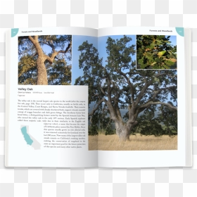Valley-oak - Mexican Pinyon, HD Png Download - professor oak png