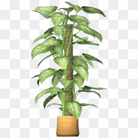 3d Flowers - Pothos - Acca Software - Planta 3d Png, Transparent Png - climbing plants png