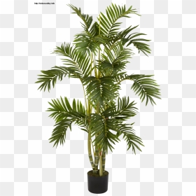 Plants Png Transparent Free Images Png Only Best Large - Palm Plant Png Transparent, Png Download - climbing plants png