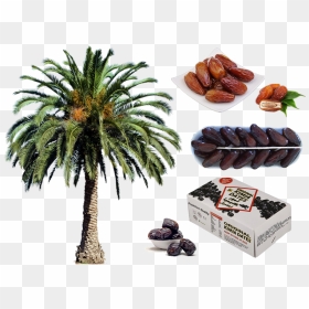 Date Palm Tree Png, Transparent Png - dates tree png