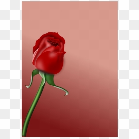 Computer Wallpaper,plant,flower, HD Png Download - rose flower vector png