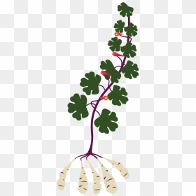 Mashua - Mashua Plant, HD Png Download - climbing plants png