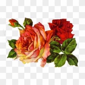 Decoupage Roses On Clipart Library - Vintage Tea Roses Clip Art, HD Png Download - rose plant png