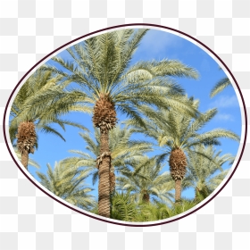 Sd Howwefarm Photo - Date Palm, HD Png Download - dates tree png