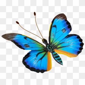 Mariposa Png, Transparent Png - mariposa png