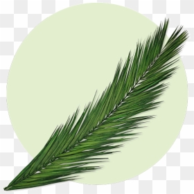 Martyr Palm Frond, HD Png Download - dates tree png