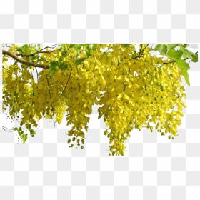 Vishu Png, Transparent Png - konnapoo png