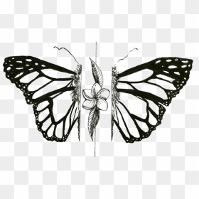 Mariposa - Monarch Butterfly, HD Png Download - mariposa png