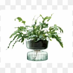 Γλαστρa Γυαλινη, HD Png Download - climbing plants png