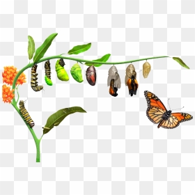 Caterpillar Turning Into A Butterfly, HD Png Download - mariposa png