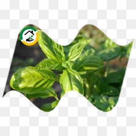 Planta Que Cura El Dolor De Muelas, HD Png Download - dasara leaves png